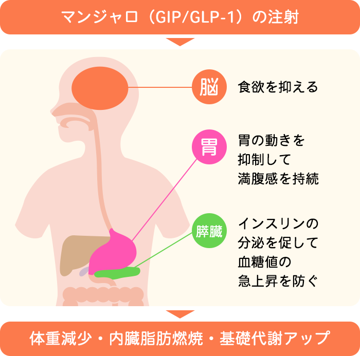 マンジャロの仕組み