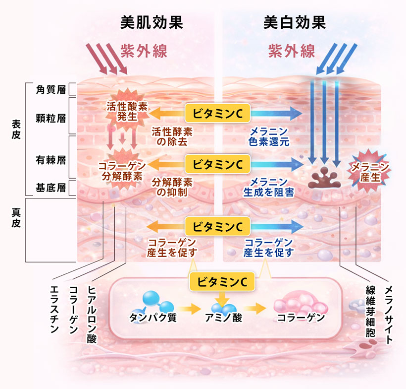 高濃度ビタミンC点滴の仕組み