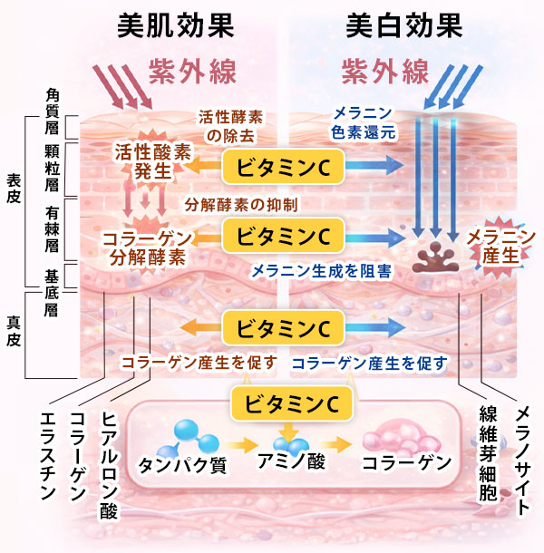 高濃度ビタミンC点滴の仕組み